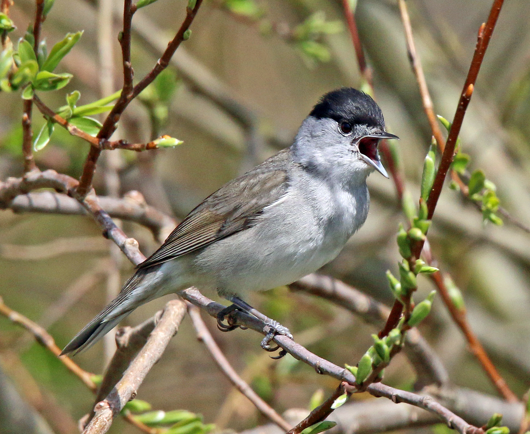 Les oiseaux du Pré inondé d'Ypres.
